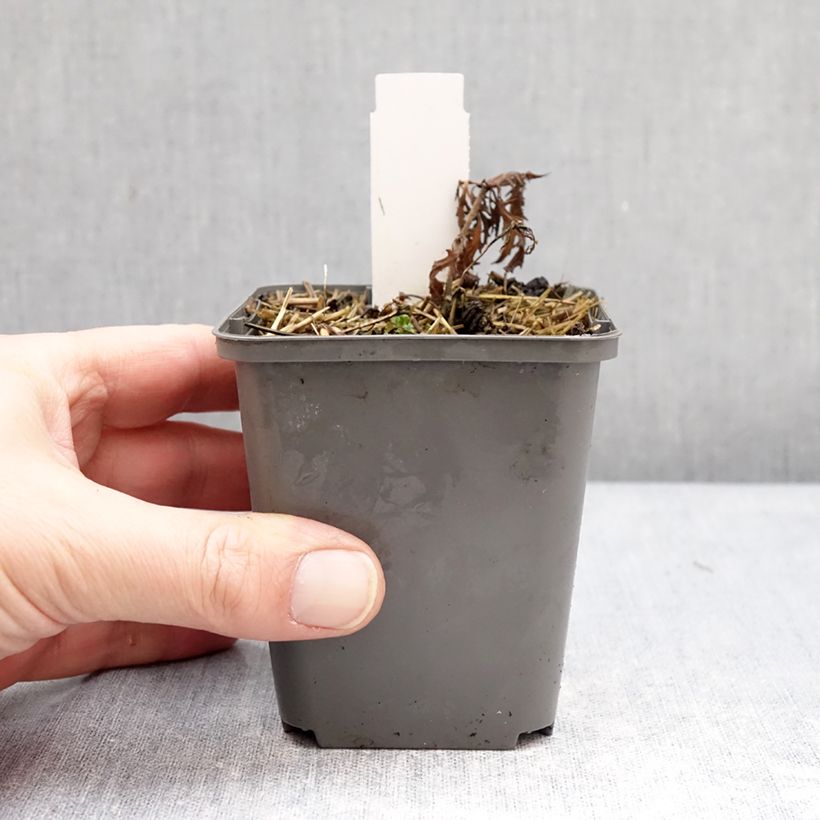 Salvia nemorosa Feathers Flamingo Vasetto da 7/8 cm esemplare consegnato in inverno