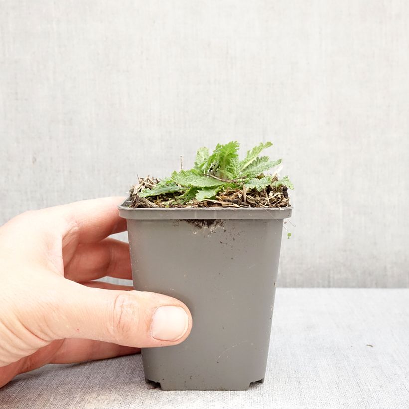 Salvia nemorosa Feathers Flamingo Vasetto da 7/8 cm esemplare consegnato in primavera