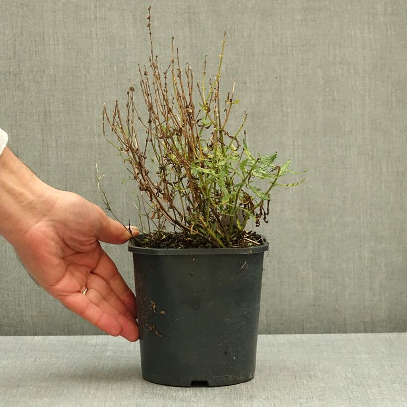 Esemplare di Salvia nemorosa Feathers Flamingo Vaso da 1L/1,5L come consegnato in autunno