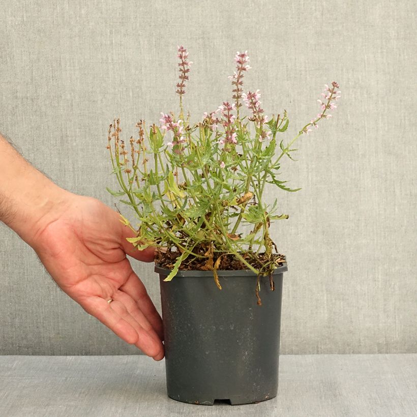 Esemplare di Salvia nemorosa Feathers Flamingo Vaso da 1L/1,5L consegnato in estate