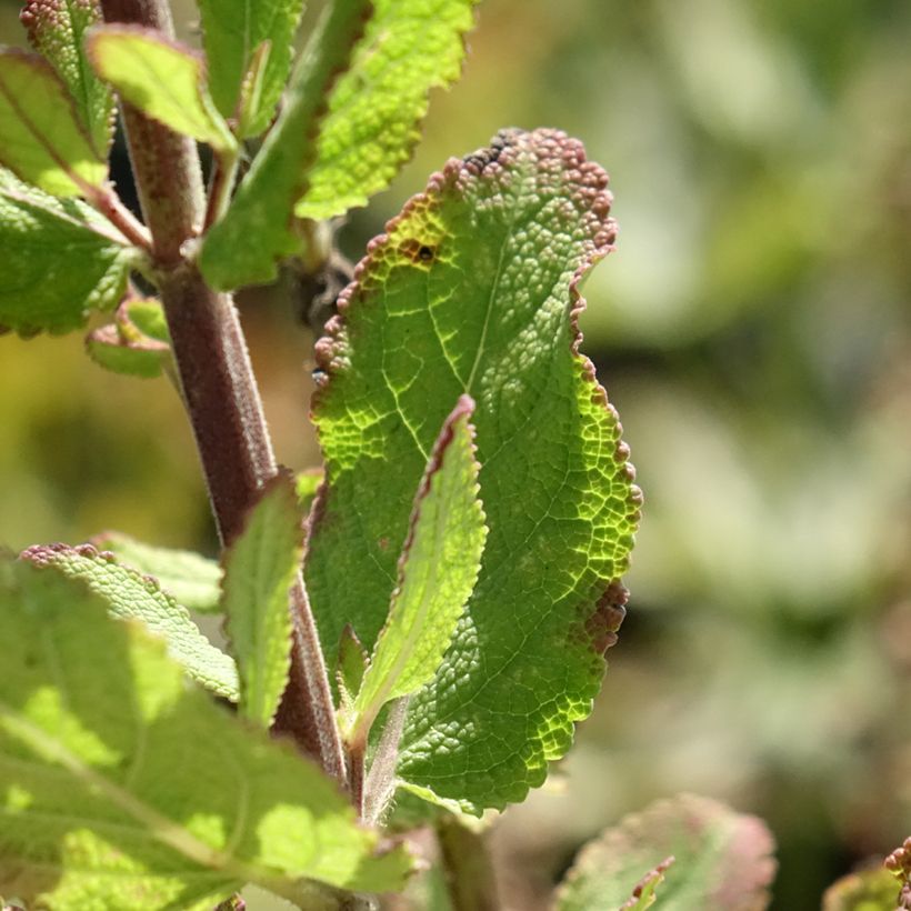 Salvia sylvestris Katsjing (Fogliame)