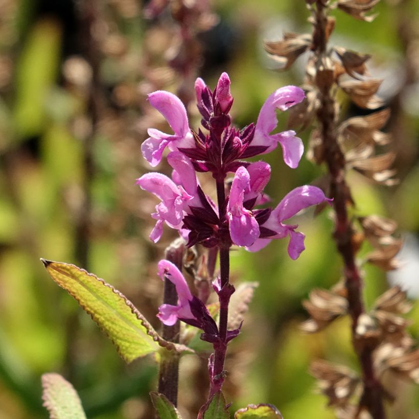 Salvia sylvestris Katsjing (Fioritura)