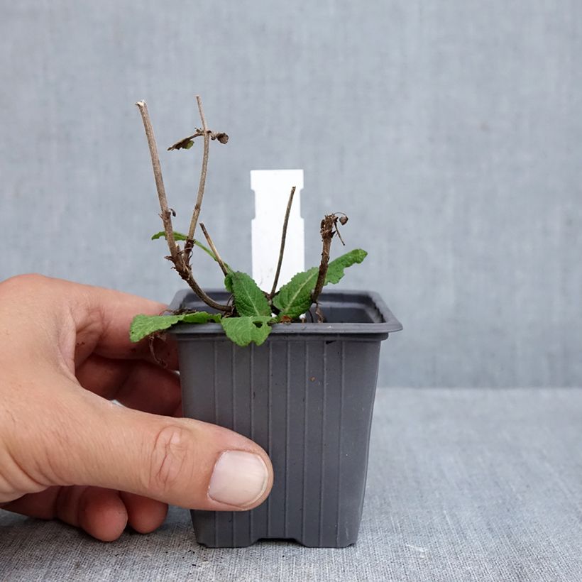 Esemplare di Salvia sylvestris Katsjing Vasetto da 8/9 cm come consegnato in autunno