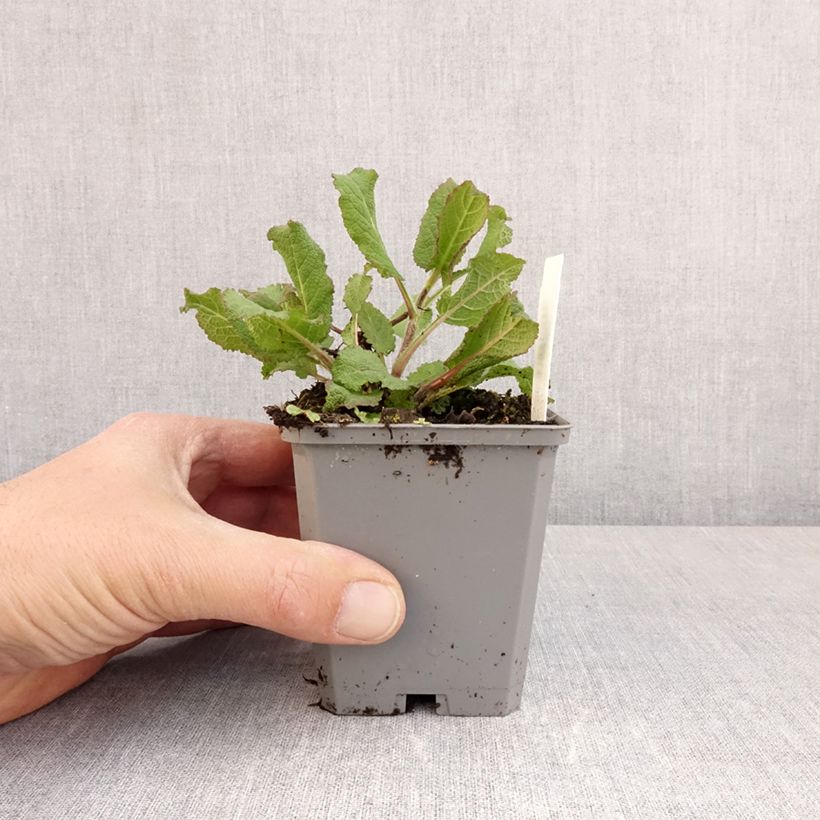 Salvia sylvestris Katsjing Vasetto da 8/9 cm esemplare consegnato in primavera