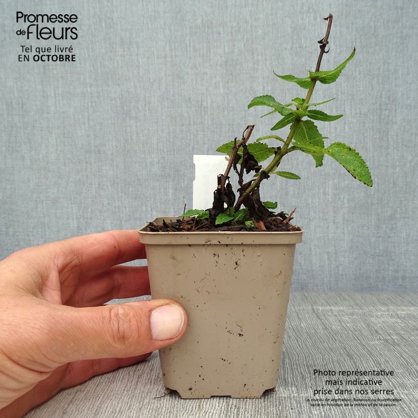 Esemplare di Salvia nemorosa Lubecca Vasetto da 8/9 cm come consegnato in autunno