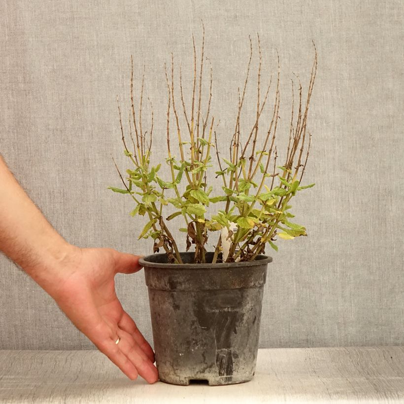 Esemplare di Salvia sylvestris Lyrical Rose Vaso da 2L/3L consegnato in estate
