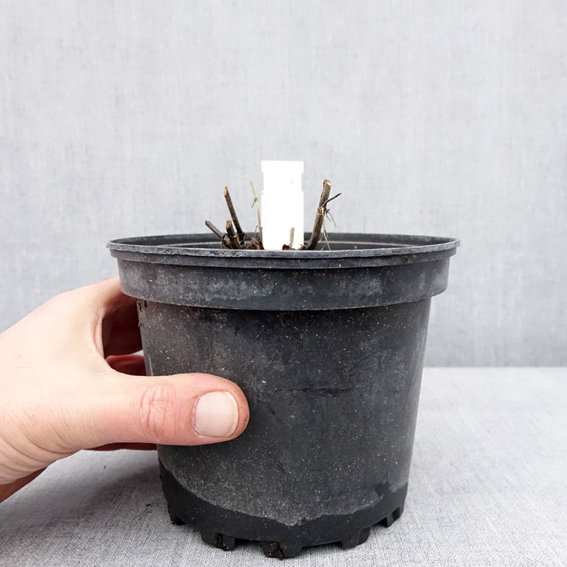 Salvia sylvestris Lyrical Rose Vaso da 2L/3L esemplare consegnato in inverno