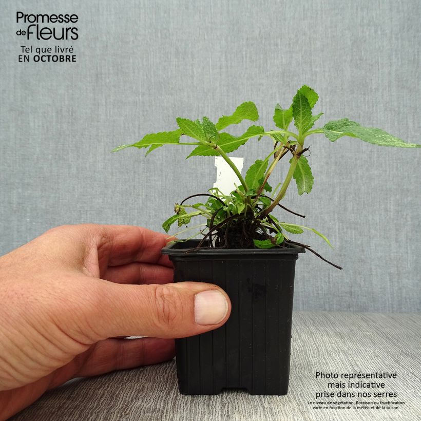 Esemplare di Salvia nemorosa Mainacht Vasetto da 8/9 cm come consegnato in autunno