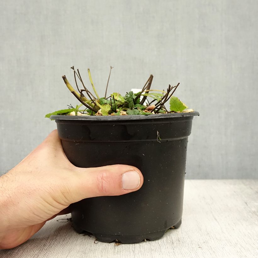 Esemplare di Salvia nemorosa Mainacht Vaso da 2L/3L come consegnato in autunno