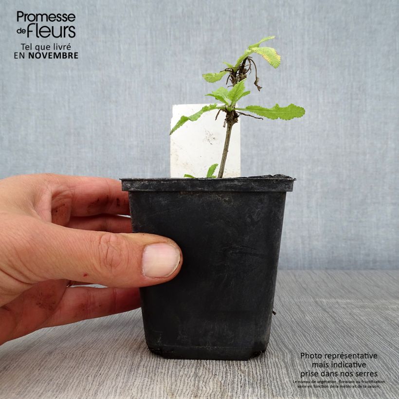 Esemplare di Salvia nemorosa Marcus Vasetto da 8/9 cm come consegnato in autunno