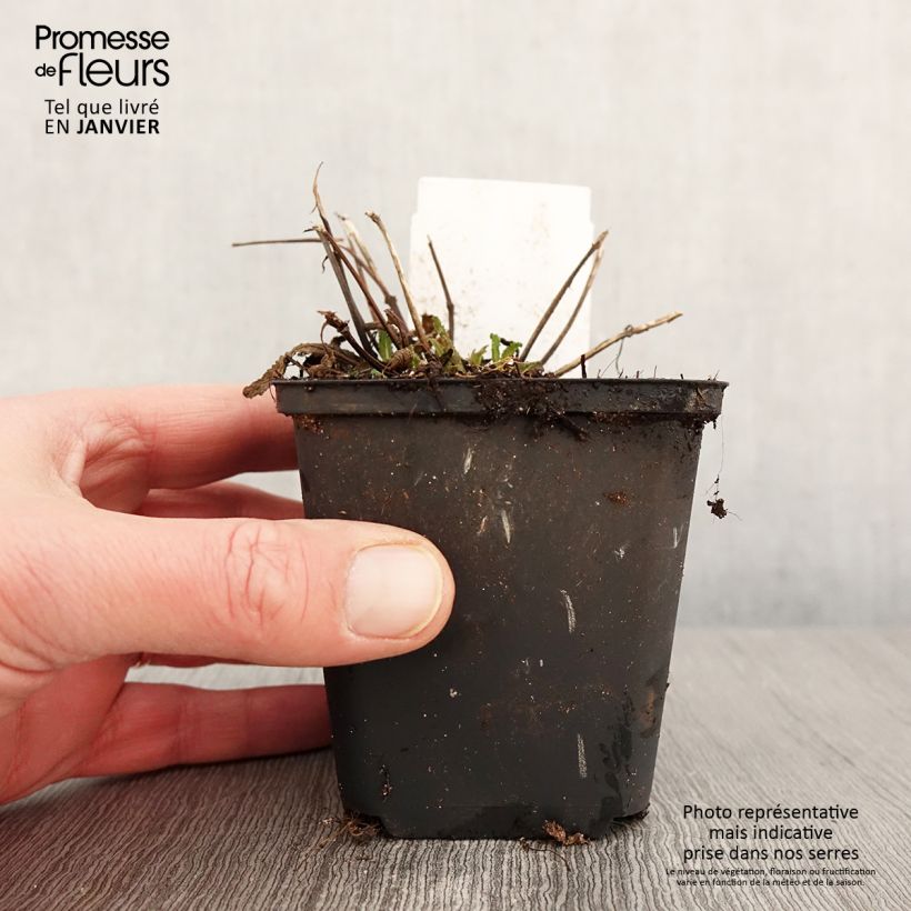 Salvia nemorosa Marcus Vasetto da 8/9 cm esemplare consegnato in inverno