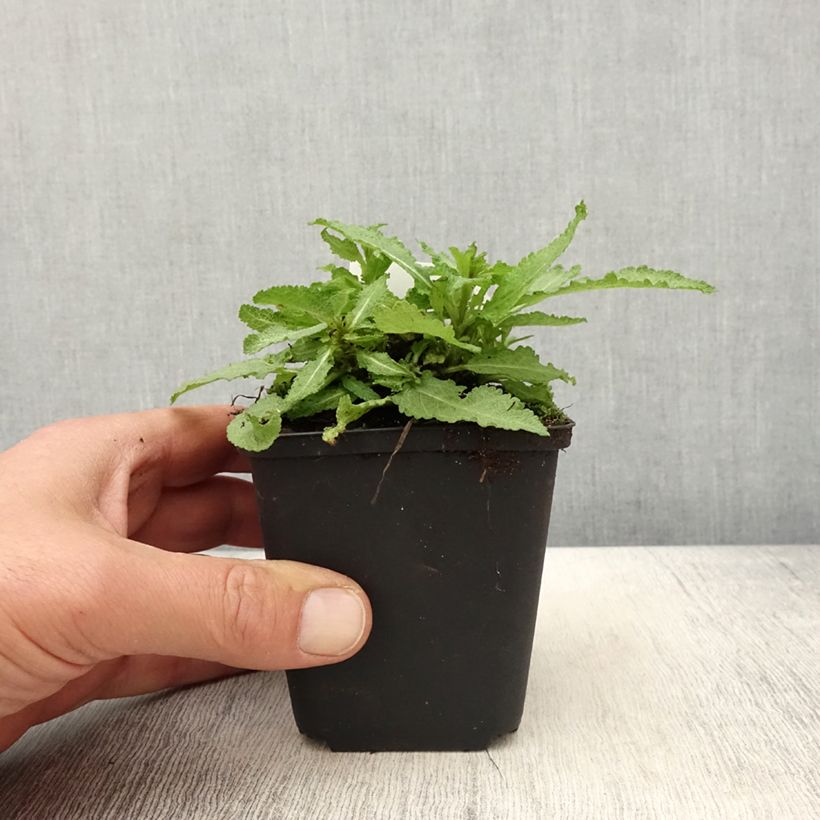 Salvia nemorosa Marcus Vasetto da 8/9 cm esemplare consegnato in primavera