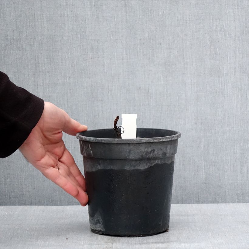 Salvia nemorosa Marcus Vaso da 2L/3L esemplare consegnato in inverno