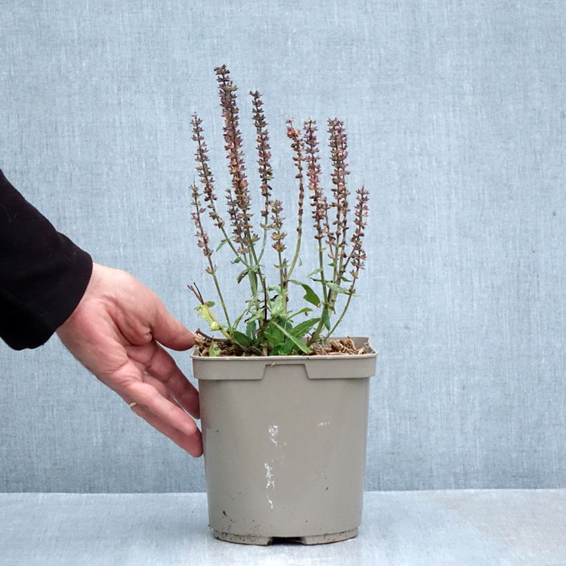 Esemplare di Salvia nemorosa Midnight Rose Vaso da 2L/3L come consegnato in autunno