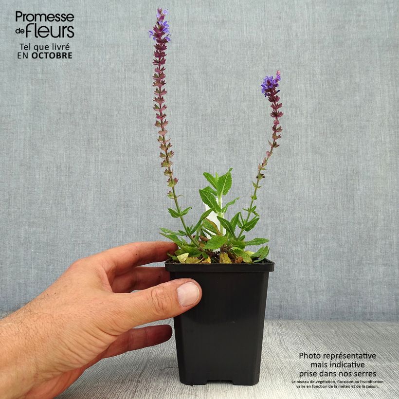 Esemplare di Salvia nemorosa Ostfriesland Vasetto da 8/9 cm come consegnato in autunno