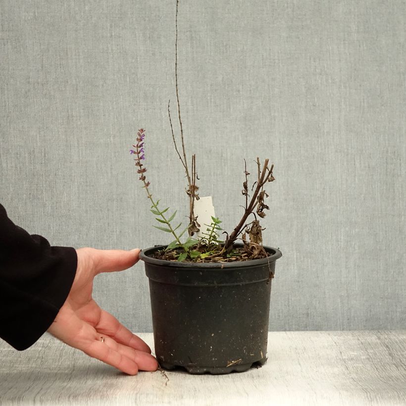 Esemplare di Salvia nemorosa Ostfriesland Vaso da 2L/3L come consegnato in autunno