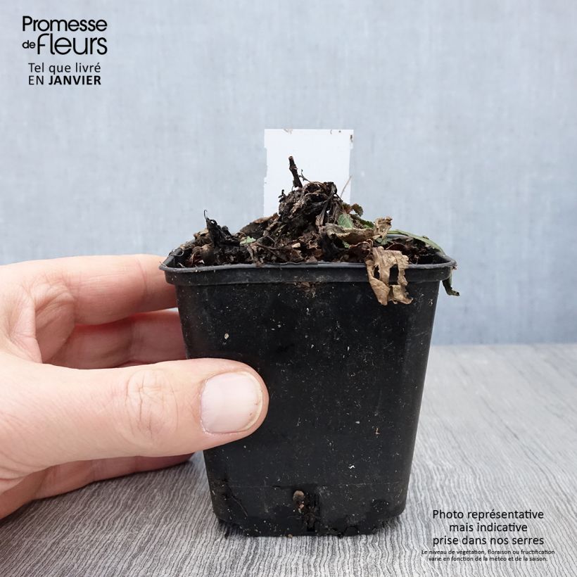 Salvia nemorosa Rose Queen Vasetto da 8/9 cm esemplare consegnato in inverno