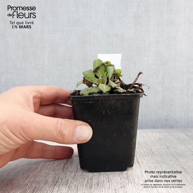 Salvia nemorosa Rose Queen Vasetto da 8/9 cm esemplare consegnato in primavera