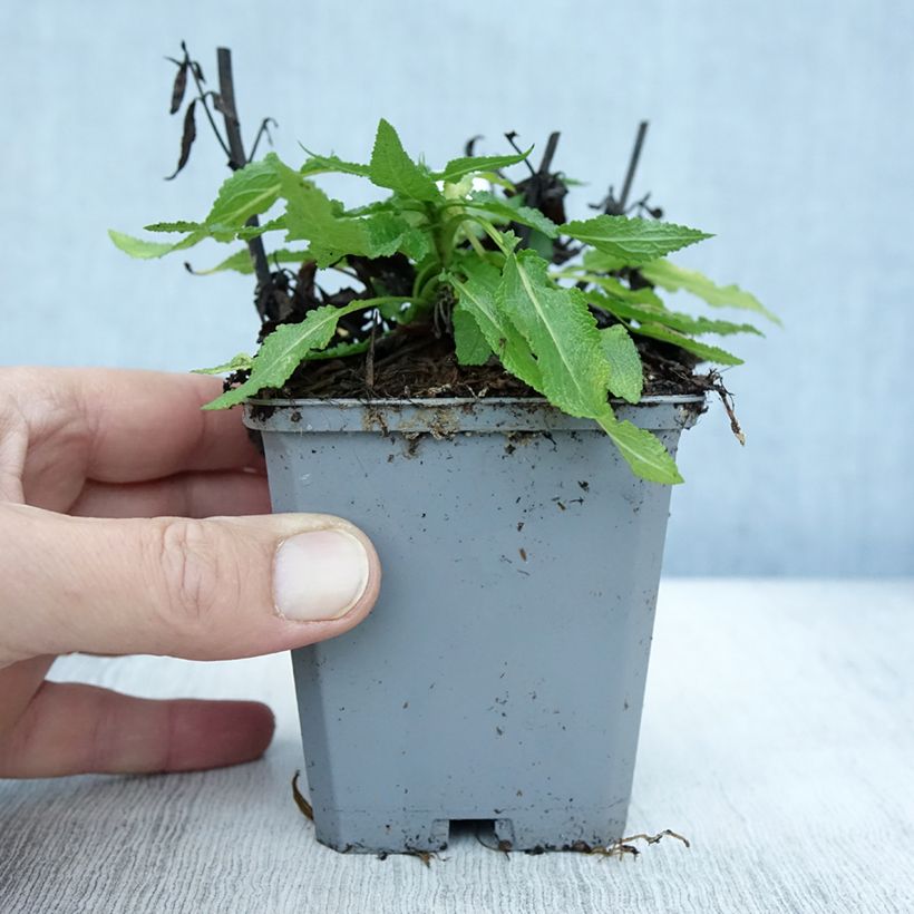 Esemplare di Salvia nemorosa Salute White Vasetto da 8/9 cm come consegnato in autunno