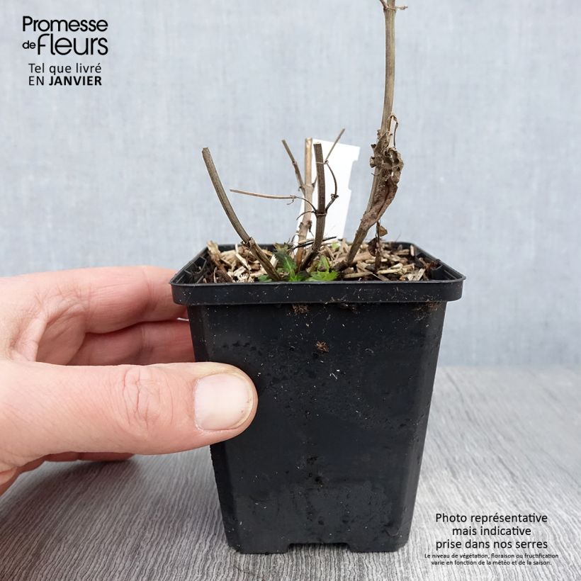 Salvia nemorosa Salute White Vasetto da 8/9 cm esemplare consegnato in inverno