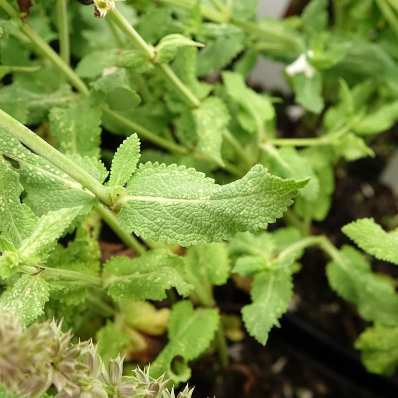 Salvia nemorosa Salute White (Fogliame)