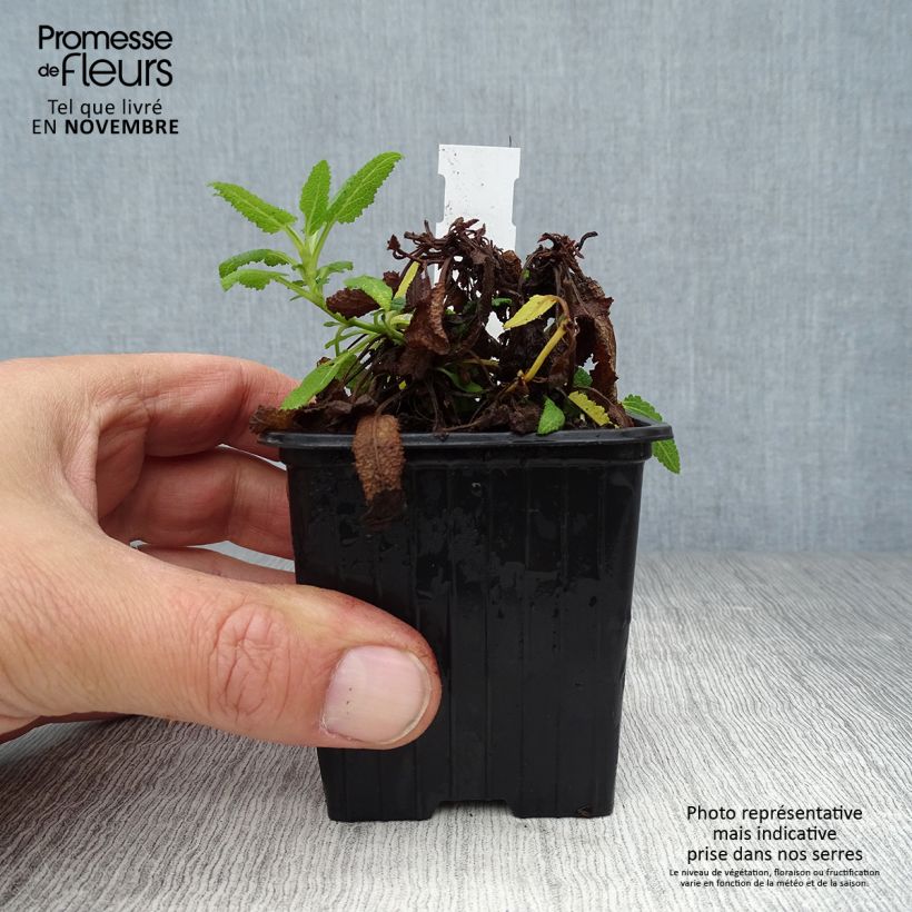 Esemplare di Salvia nemorosa Schneehügel Vasetto da 8/9 cm come consegnato in autunno