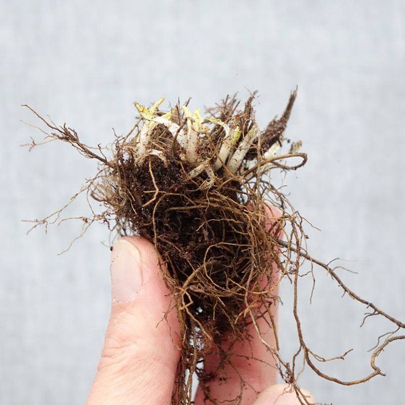 Salvia nemorosa Schneehügel Piante piccole a radice nuda esemplare consegnato in inverno