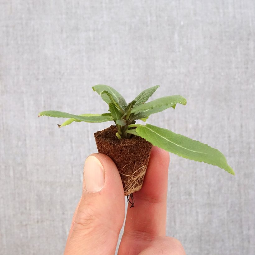 Salvia nemorosa Sensation Rose mini zolla... esemplare consegnato in primavera