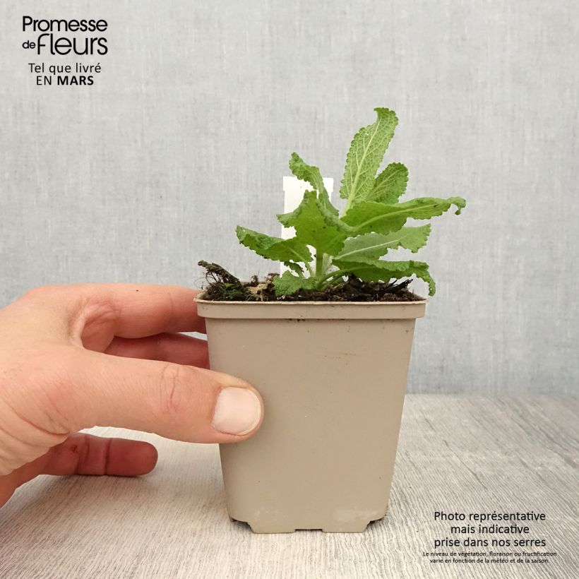 Salvia nemorosa Sensation White Vasetto da 8/9 cm esemplare consegnato in primavera