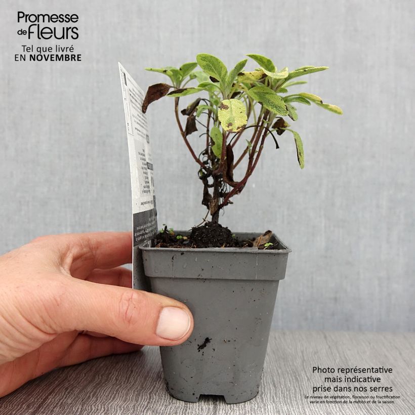 Esemplare di Salvia officinalis Icterina - Salvia comune Vasetto da 8/9 cm come consegnato in autunno