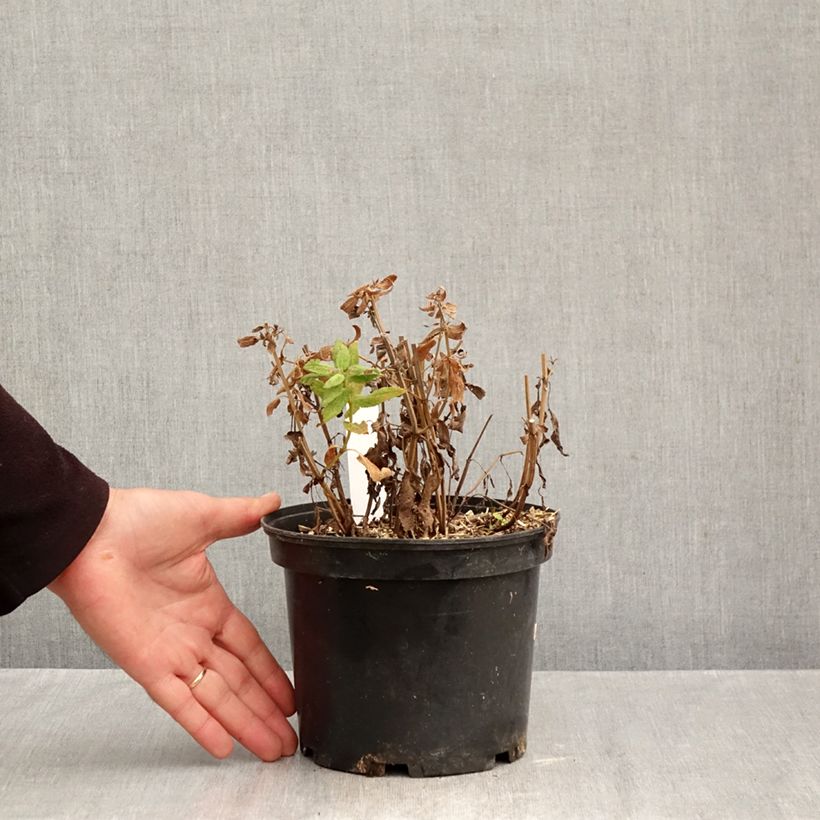 Esemplare di Salvia pratensis Lyrical Blues - Salvia dei prati Vaso da 2L/3L come consegnato in autunno