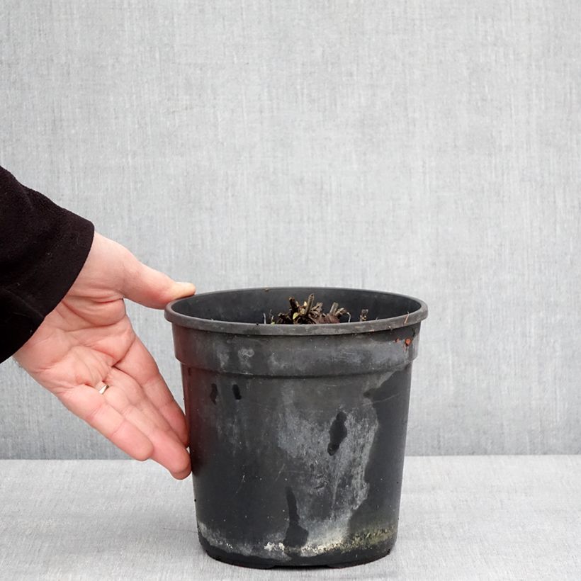 Salvia pratensis Lyrical Blues - Salvia dei prati Vaso da 2L/3L esemplare consegnato in inverno