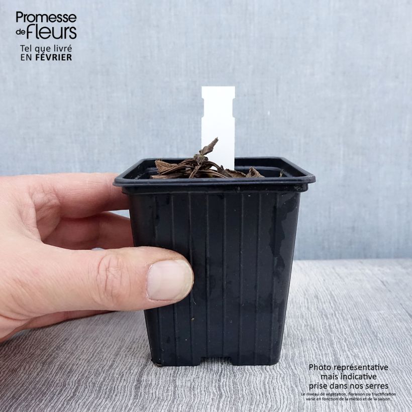 Salvia pratensis Madeline - Salvia dei prati Vasetto da 8/9 cm esemplare consegnato in inverno