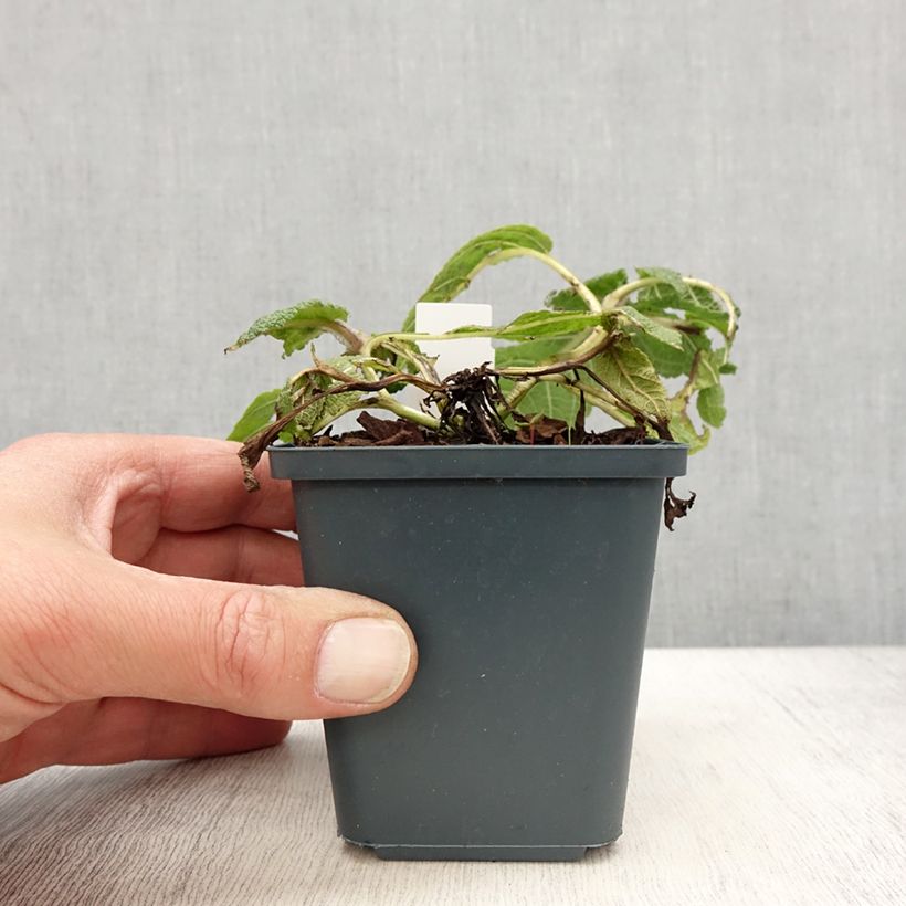 Salvia pratensis Madeline - Salvia dei prati Vasetto da 8/9 cm esemplare consegnato in primavera