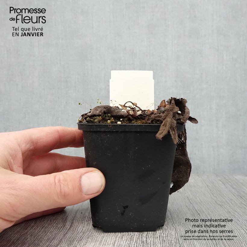 Salvia pratensis Rose Rhapsody - Salvia dei prati Vasetto da 8/9 cm esemplare consegnato in inverno