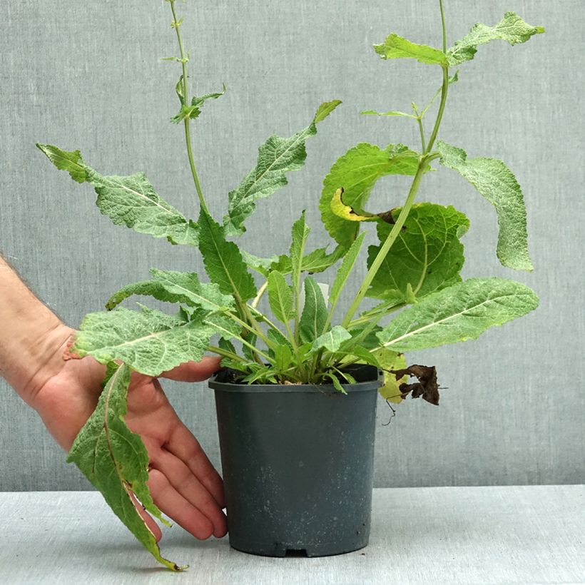 Esemplare di Salvia pratensis - Salvia dei prati Vaso da 2L/3L come consegnato in autunno
