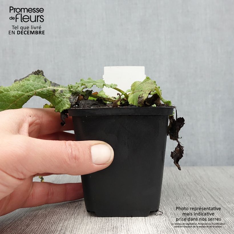 Salvia pratensis Sky Dance - Salvia dei prati Vasetto da 8/9 cm esemplare consegnato in inverno