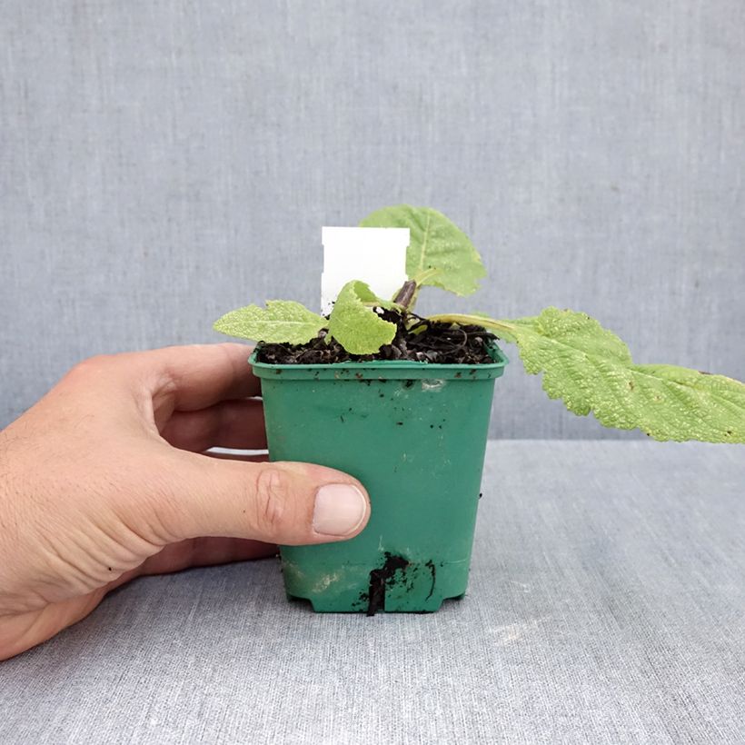 Esemplare di Salvia pratensis Swan Lake - Salvia dei prati Vasetto da 8/9 cm come consegnato in autunno