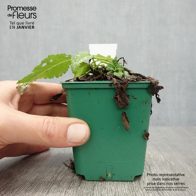 Salvia pratensis Swan Lake - Salvia dei prati Vasetto da 8/9 cm esemplare consegnato in inverno