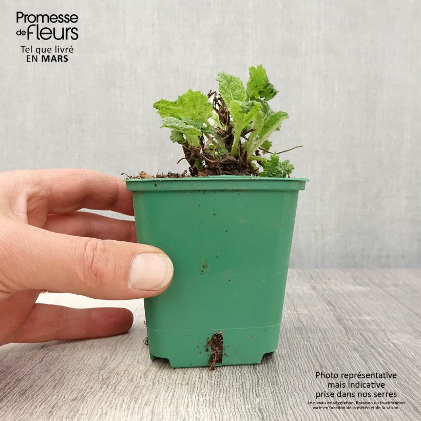 Salvia pratensis Swan Lake - Salvia dei prati Vasetto da 8/9 cm esemplare consegnato in primavera