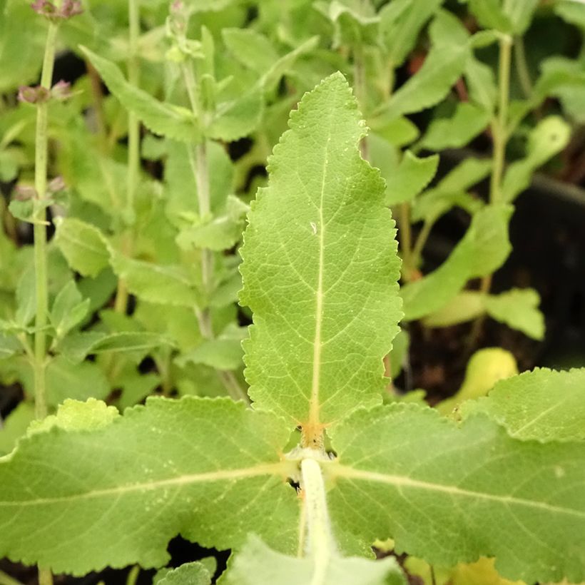 Salvia superba Reine Bleue (Fogliame)