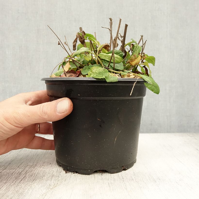 Esemplare di Salvia superba Reine Bleue Vaso da 2L/3L come consegnato in autunno