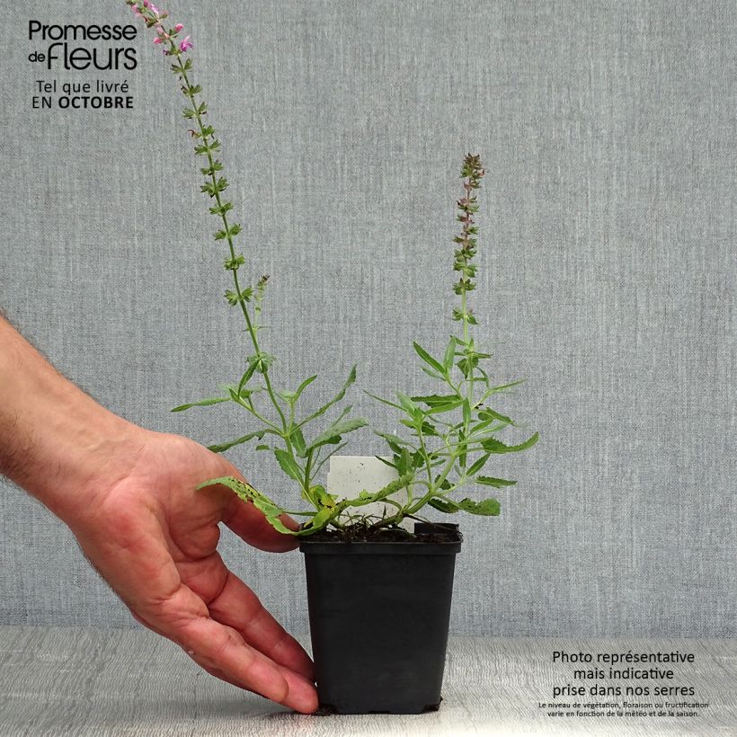 Esemplare di Salvia superba Reine Rose Vasetto da 8/9 cm come consegnato in autunno