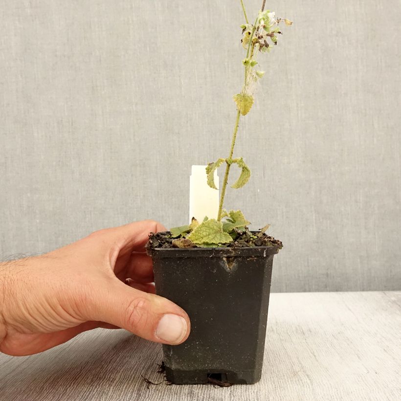 Esemplare di Salvia verticillata Alba - Salvia spuria Vasetto da 8/9 cm come consegnato in autunno