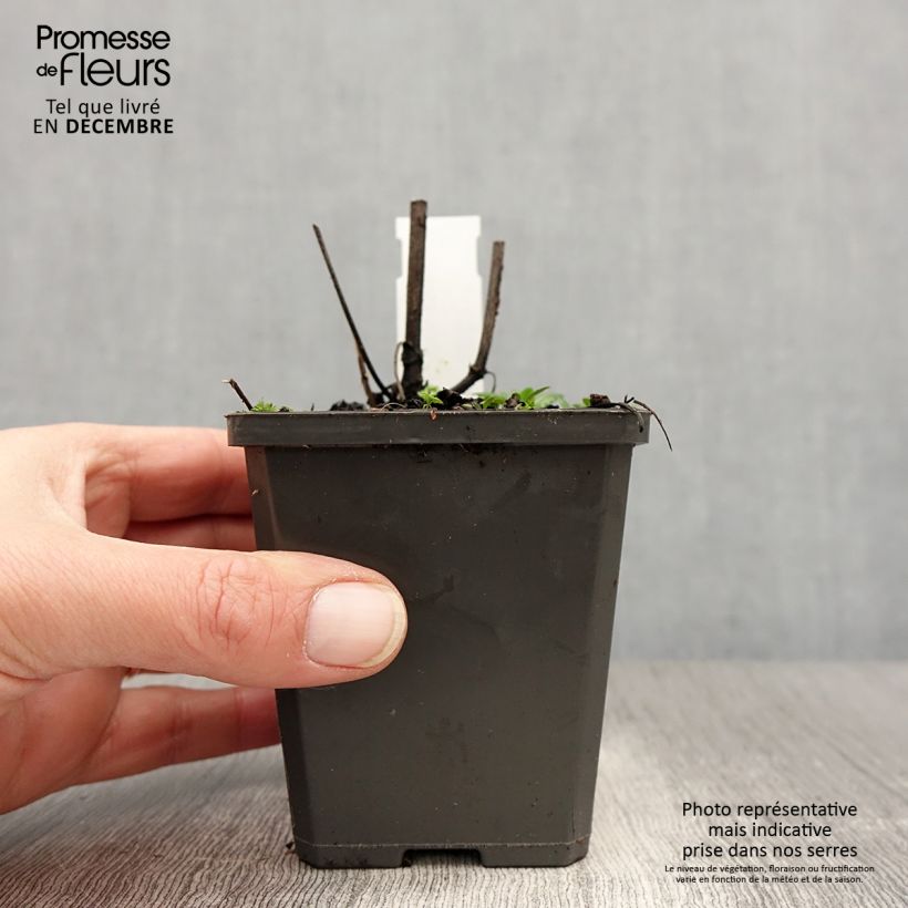 Salvia verticillata Alba - Salvia spuria Vasetto da 8/9 cm esemplare consegnato in inverno