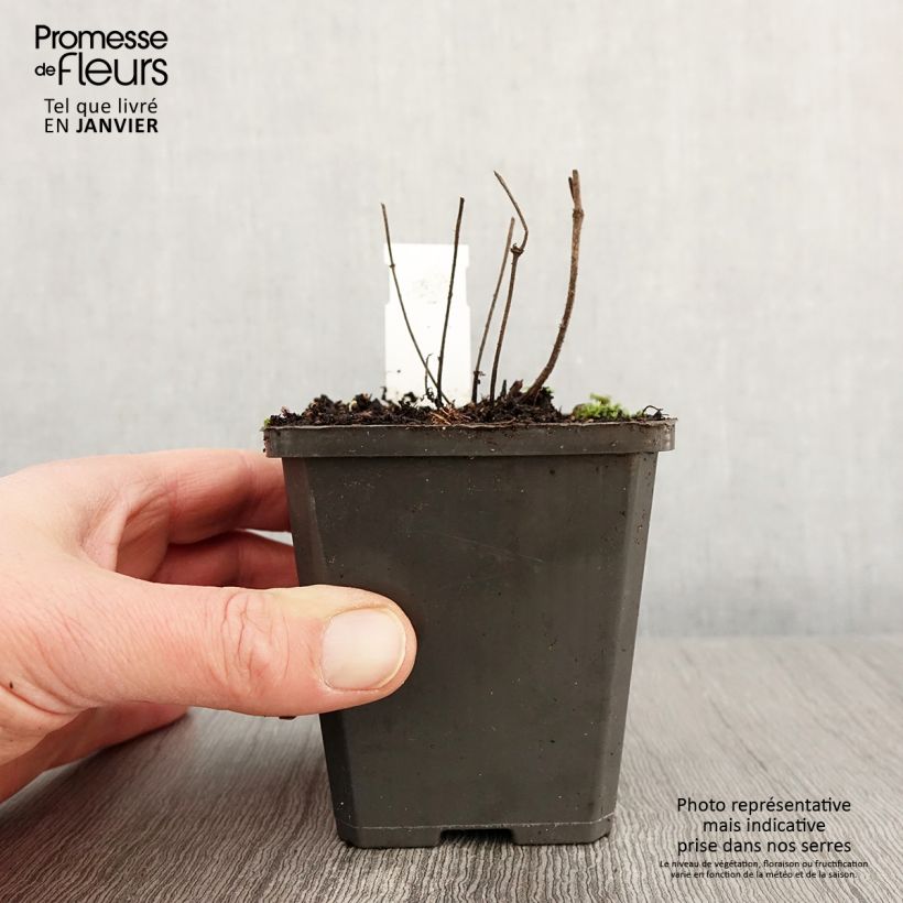 Salvia verticillata Hannay's Blue - Salvia spuria Vasetto da 8/9 cm esemplare consegnato in inverno