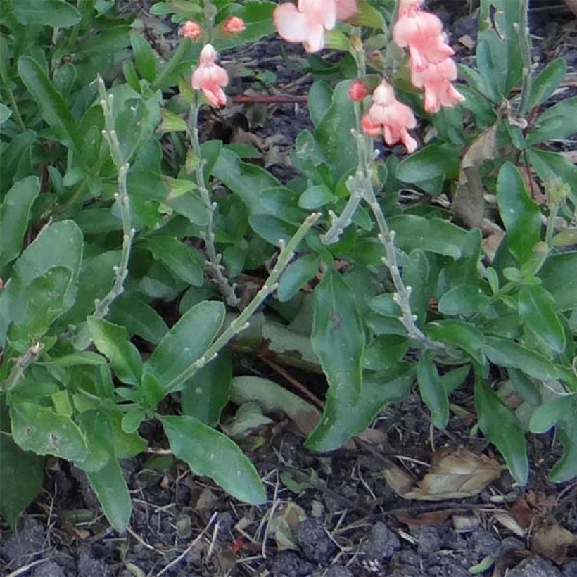 Salvia jamensis California Sunset - Salvia arbustiva (Fogliame)