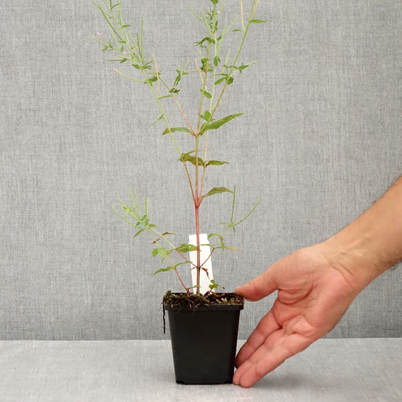 Esemplare di Salvia sylvestris Dear Anja Vasetto da 8/9 cm consegnato in estate