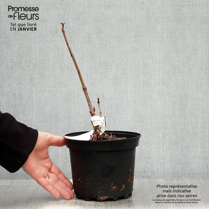 Sambuco nero Chocolate Marzipan Vaso da 3L/4L esemplare consegnato in inverno