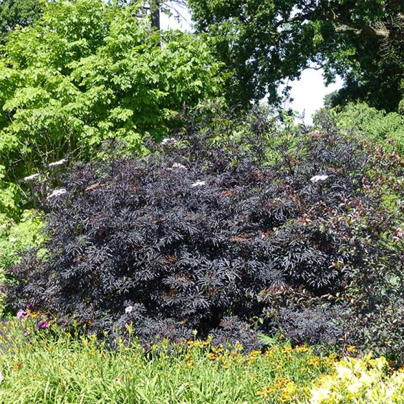 Sambuco nero Black Lace (Porto)
